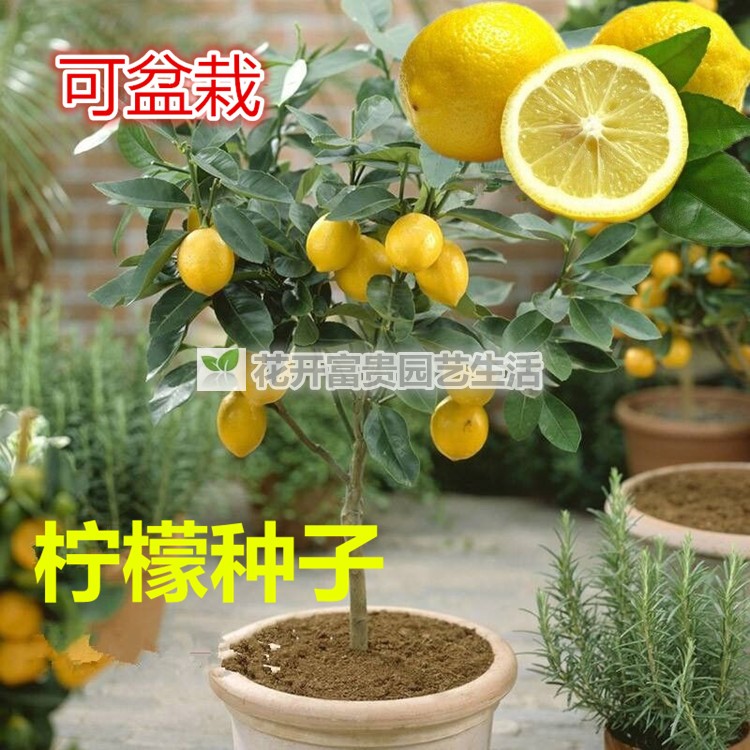 台湾香水柠檬种子青柠檬种子北京青柠檬阳台盆栽有机蔬菜水果种子